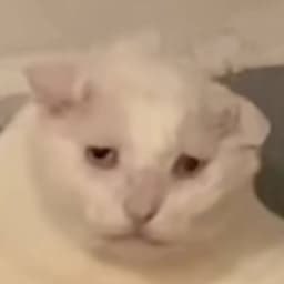 蔡銘軒